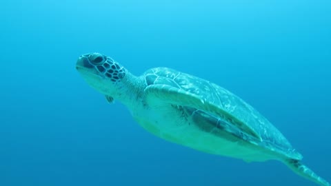 The agile movement of a green turtle while swimming in the water