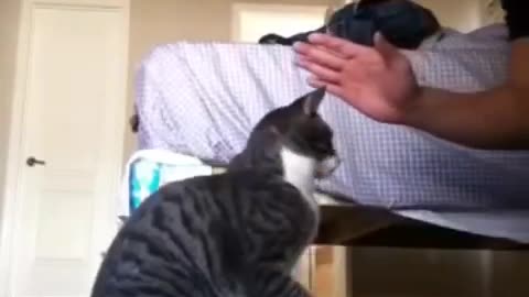 Cat doing tricks on command