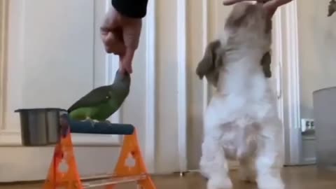 Parrot and dog performing tricks together