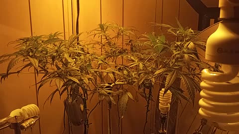 Acapulco Gold , Cannabis grow