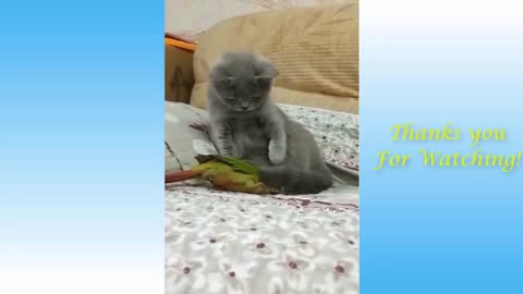 Cute funny and HILARIOUS pet that will make you cry (SO CUTE!!!!!!!!!!) part 3