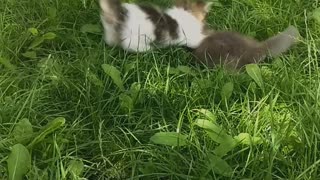 a small playful cat is resting in nature