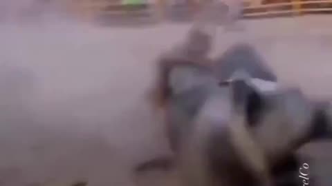 Man Wrestles Bull To The Ground