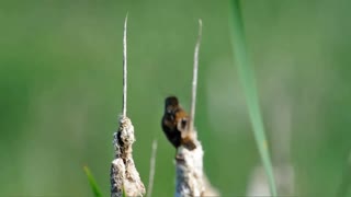 Marsh Wren on Dried Cattail