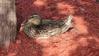 Crazy Duck Builds It's Nest In a Parking Lot!