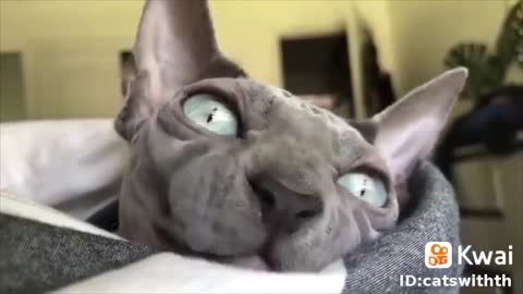 Hilarious Cats sounding like they can speak English Pt. 2 Try Not To Laugh
