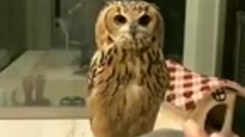 Funny Owl cat dog animals videos_