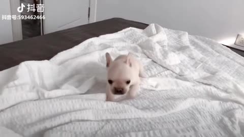 Tik Tok Puppies 🥰 Recopilación de videos de perros lindos y divertidos *-*