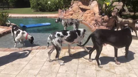 Pack of Great Danes enjoy relaxing Florida pool time