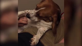 Cuddly Dog Gets His Tummy Scratched