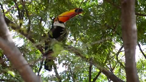 Toucans Video