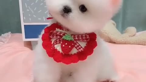 Cute dog😍😍