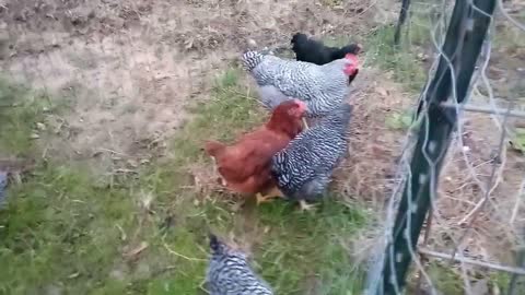 Clucking Around in the Morning