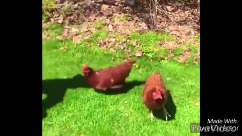 funny chicken and roosters