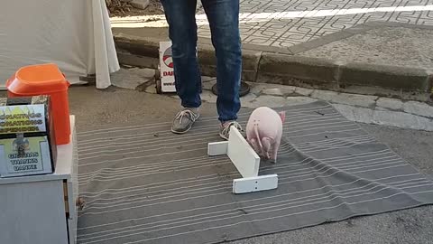 Pig Participates in Spanish Street Show