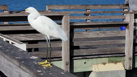 Egret bird jumps off rail