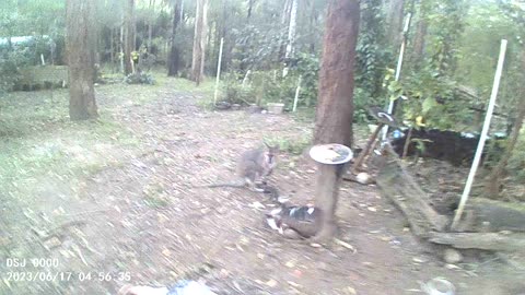 Kookaburra Swoops for Bread