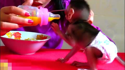 Good Mom Cooking Pumpkin Dessert For Baby Monkey Eating First.Time - Adorable Monkeys #010
