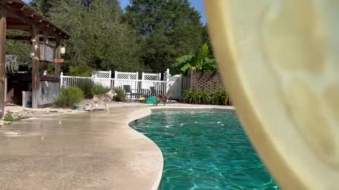 Bindi playing frisbee in the pool