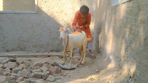 Amazing Man With His Goat || US Animals