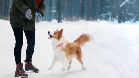 Young woman train her border collie dog in snowy winter forest