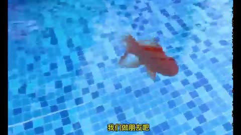 Small goldfish
