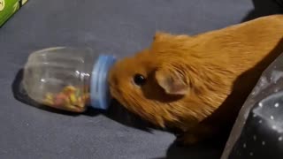 Guinea Pig Scatters Treats