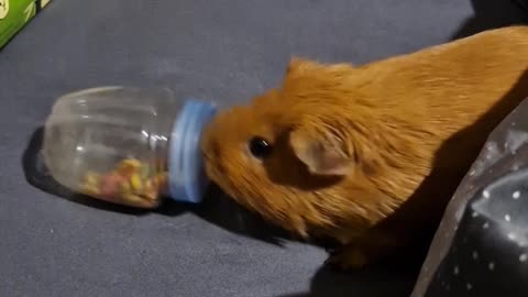 Guinea Pig Scatters Treats