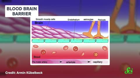 Making LEDs from Fish Scales and Molecular Onions