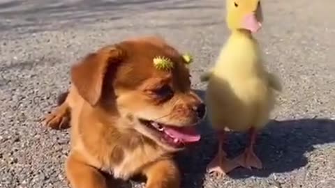 Baby dog playing with duck