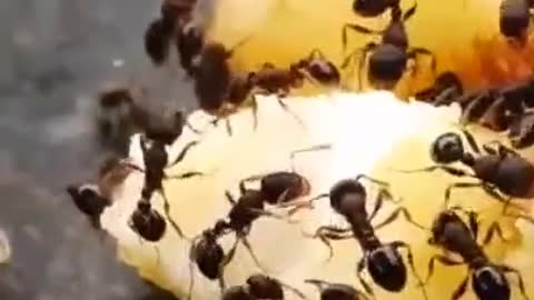 A group of cute little ants