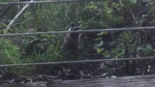 Racoon looking at girl while she is eating