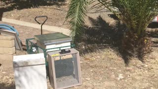 catching a bee swarm