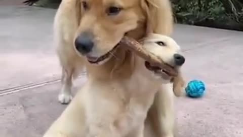 Funniest and Cutest Golden Retriever Puppies / 30 Minutes of Puppy Funny Videos