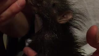 Tiny Baby Porcupine Adorably Drinks From A Bottle