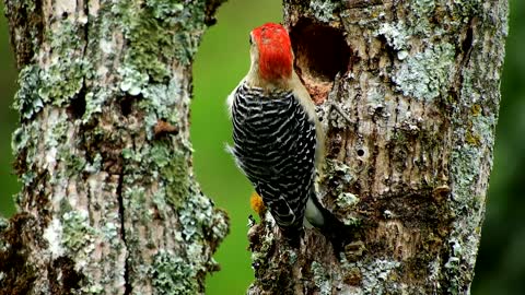 Woodpecker How to peck trees