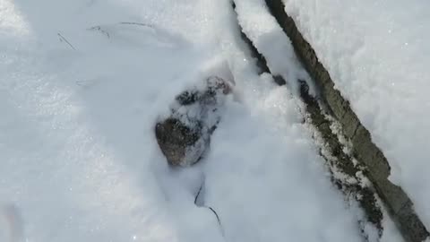 Pet bunny loves to dive in the snow