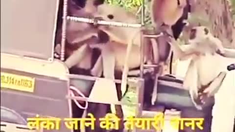 New Funny Animal WhatsApp Status 🤣 Funny Video Status || Monkey & Cat funny status | new