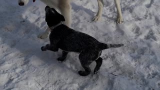 Tiny Puppy Trying To Play With Huge Husky