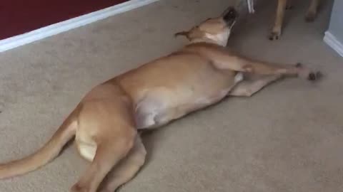 Dog drags another dog