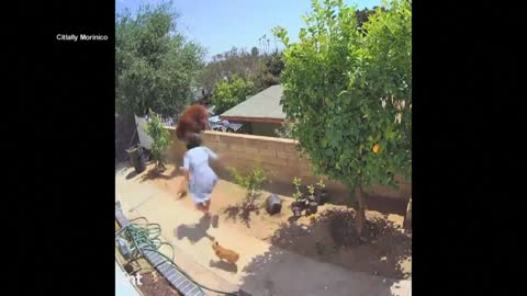 A Women Pushes Bear Out Of Wall To Protect Her Dogs