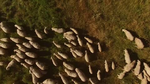 Big herd of sheep. Aerial view of domestic animals