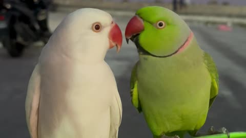 Parrots Mintee and Amber on a Date
