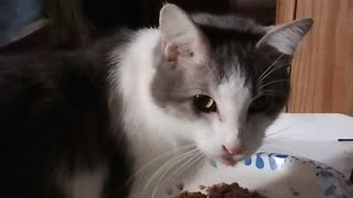 Another Goofy Cat 😺 Video