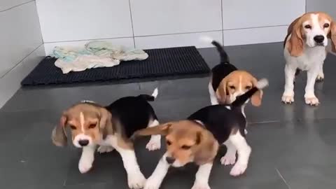 A Bunch of Beagles Dance with Broom