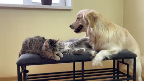 Golden Retriever Reacts to Funny Cats on the Bench [So Funny!!]