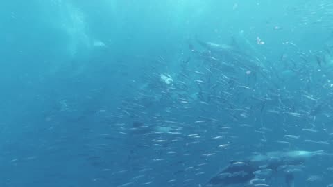 How Dolphins hunts fishes