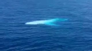 white rare big dolphin come closer to tourists