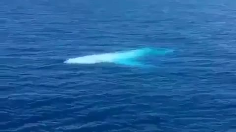 white rare big dolphin come closer to tourists