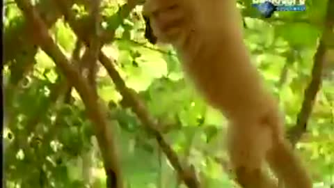 Smart Monkey making fun of Lion